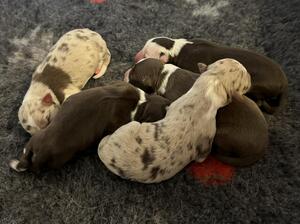 1 day old puppies
