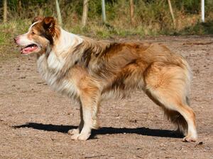 Otto