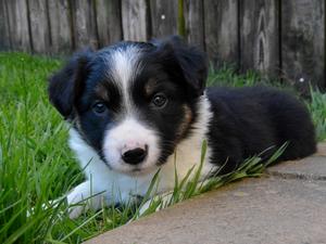 Obi