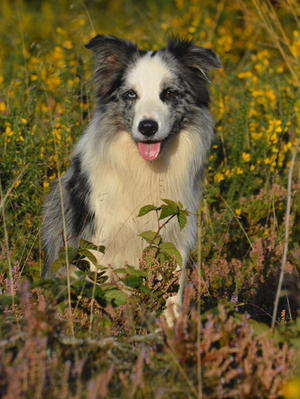 Dylan