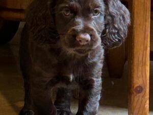 Choc boy
