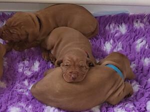 3 weeks of age puppy pile