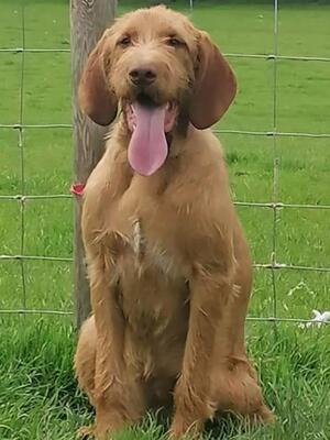 Moricroft Dolly Flossop - Nugget