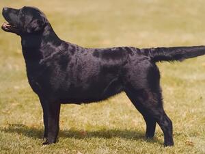 Daughter Sh Ch Abbeystead Psion of Haselorhill