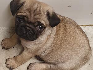 Only 8 weeks and into mischief already..!