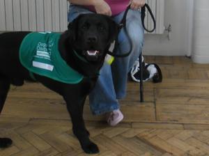 HaselorHill Assistance Dog