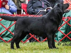 The pup's father 