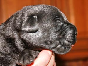 One of the litter at 10 days old