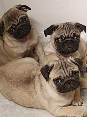 Suki's babies take after both dad and mum