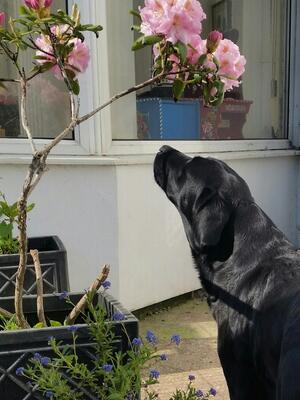 BB admiring the flowers...