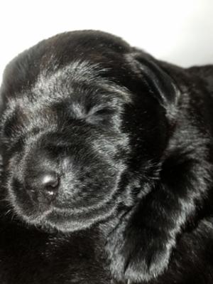 Few days old... dreaming of dinner..!
