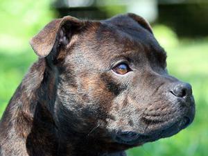 Ranked 2 All breeds USA 2015