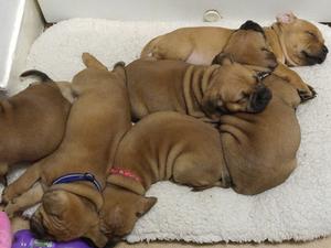6week old