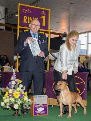 Select Male Westminster 2014