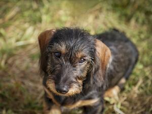 Baby Zelda