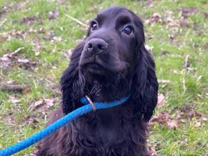 Black cocker spaniel boy