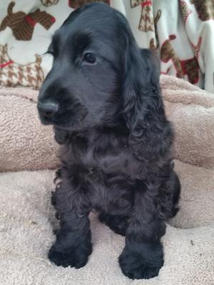 Little black boy