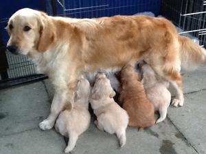 feeding at 4 weeks