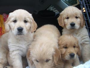 We love the Car