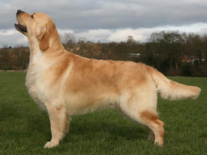 Thomas - the Sire