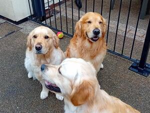 2024 dogs!