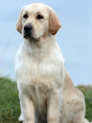 Tedi - the mum