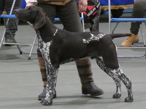 Sire - Bodie