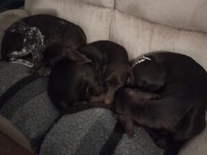 Sofa dogs