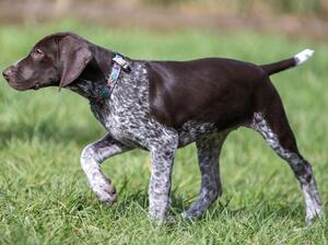 On point as a pup
