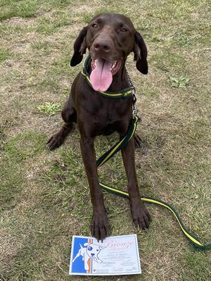 Bronze training award