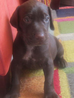 4 weeks