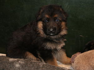 Dog puppy @ 4 weeks