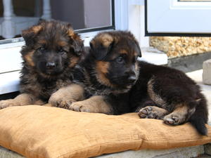 2 pups from Paris's 1st litter