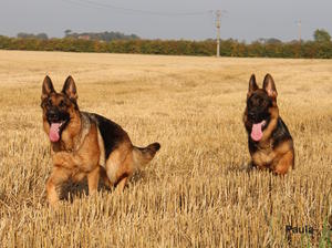 Paris and Quattro enjoying themselves