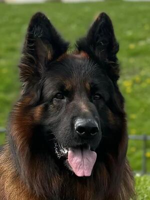 Valco 2 years