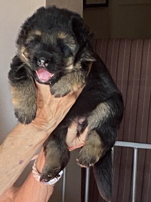2 1/2 week old girl