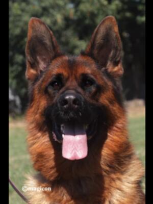 Sasko