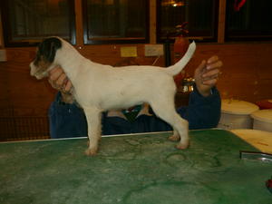 puppy available