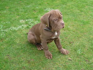 Rufus dog pup