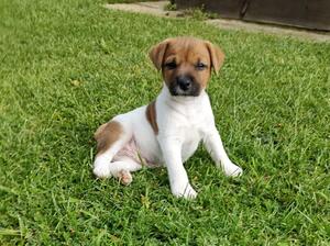 BROKEN COATED DOG PUP AVAILABLE