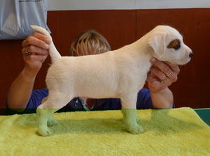 Seven weeks