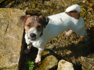 Beanie cooling off in the stream