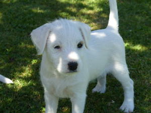 Bitch pup at eight weeks old