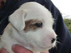Dog pup available