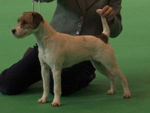 Crufts 2012