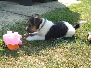 Dog pup at 8 weeks