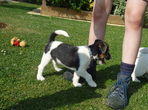 Dog pup at 8 weeks
