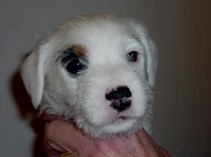 Dog pup available