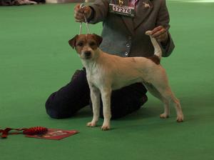 Crufts 2012
