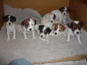 The litter